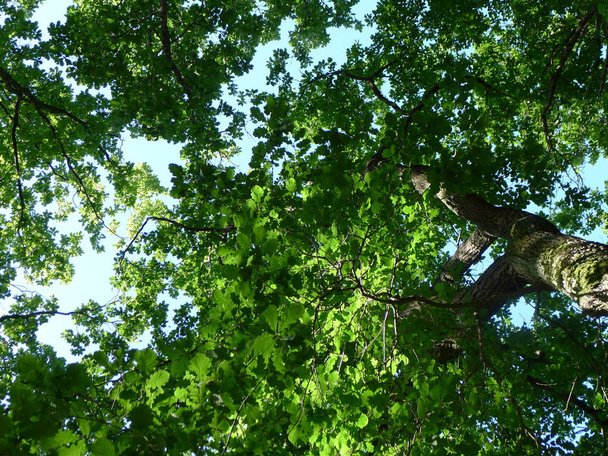 green leaves photographed by tree upwards - Photo, image
