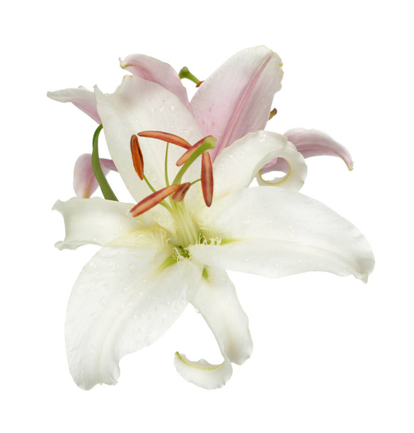 Lily çiçek - Fotoğraf, Görsel