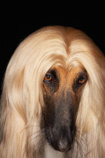 Afghan hound - Foto, Bild