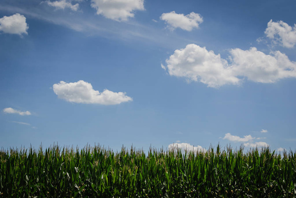 corn field plants, agriculture plantation  - Foto, imagen