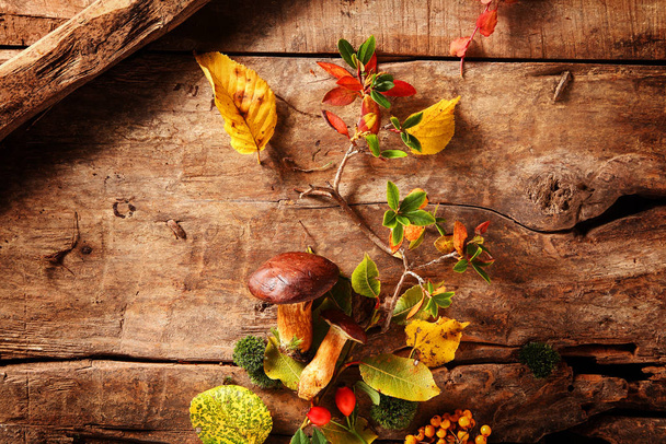 Fresh food from an autumn forest with a still life display of whole raw boletus mushrooms and rose hips artistically arranged on a rustic wooden background, overhead view - Zdjęcie, obraz