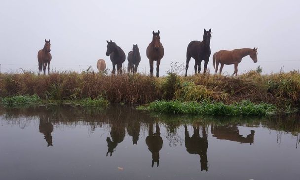 Horses outdoors at daytime  - Photo, Image