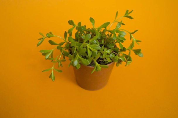 Succulents orange background. - Photo, Image