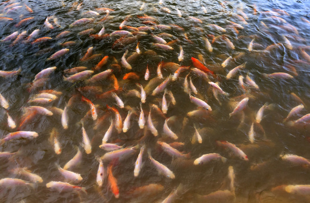 Fishes in a pond - Fotó, kép