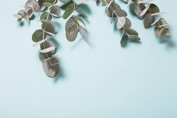 eucalyptus leaves on paper background  - 写真・画像