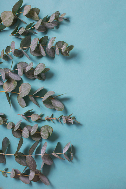 eucalyptus leaves on paper background  - Foto, Imagem
