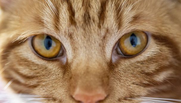 piros macska közelkép .szájkosár  - Fotó, kép