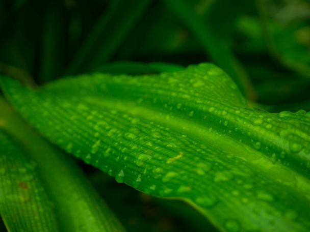 Beautiful green leaf with drops of water - Foto, afbeelding