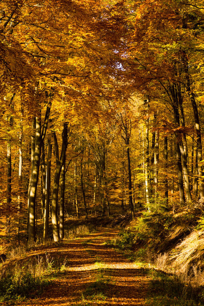 brightly colored leaves in the forest - Photo, image