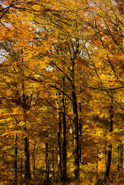 brightly colored leaves in the forest - Fotoğraf, Görsel