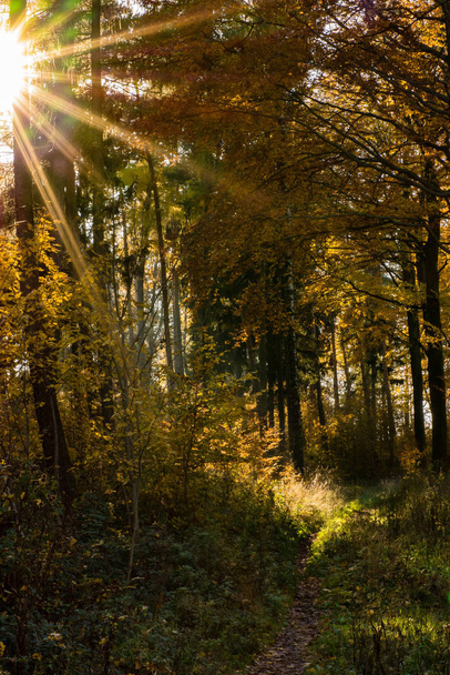 autumn forest, fall season foliage leaves - Fotó, kép