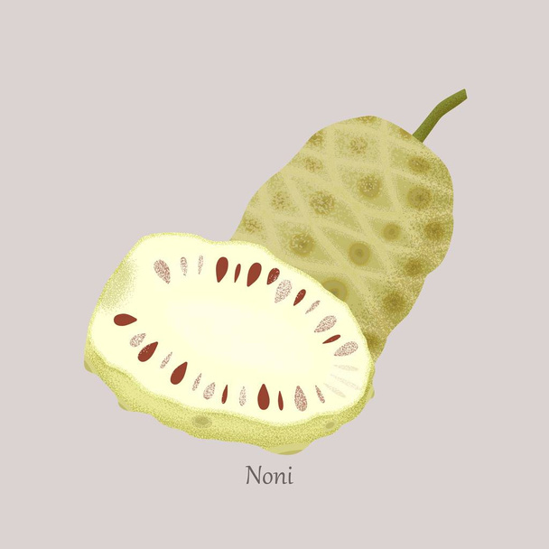 Noni or Indian Mulberry, whole and noni slice isolated on gray background. - Vector, Image