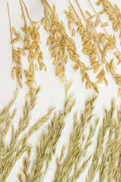 Spikelets of oats. Dietary fiber - 写真・画像