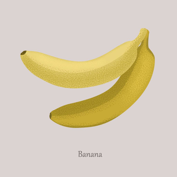 Banana sweet tropical fruit. Ripe yellow banana. - Vetor, Imagem