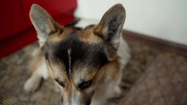 Lustiger Hund Welsh Corgi Pembroke isst Spaghetti - Filmmaterial, Video