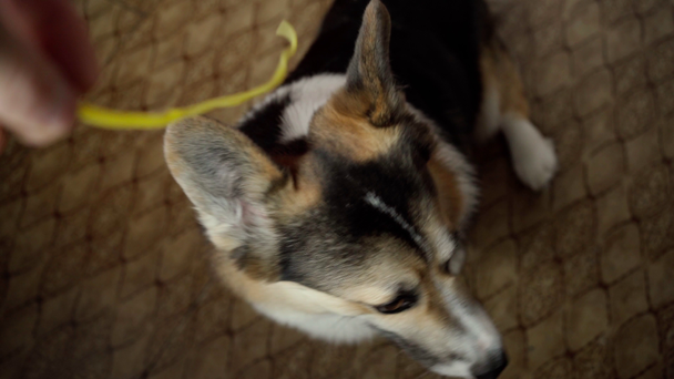Lustiger Hund Welsh Corgi Pembroke isst Spaghetti - Filmmaterial, Video