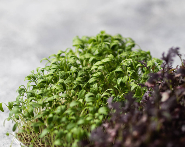 Auf grauem Hintergrund sprießen verschiedene frische, bunte Mikrogrünpflanzen. gesundes ausgewogenes Ernährungskonzept. - Foto, Bild