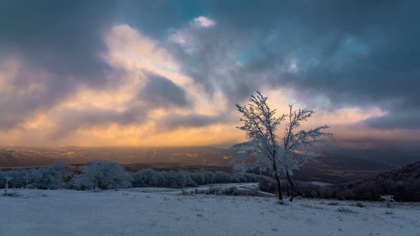 Icy tree in a snowy field at sunset - Фото, зображення