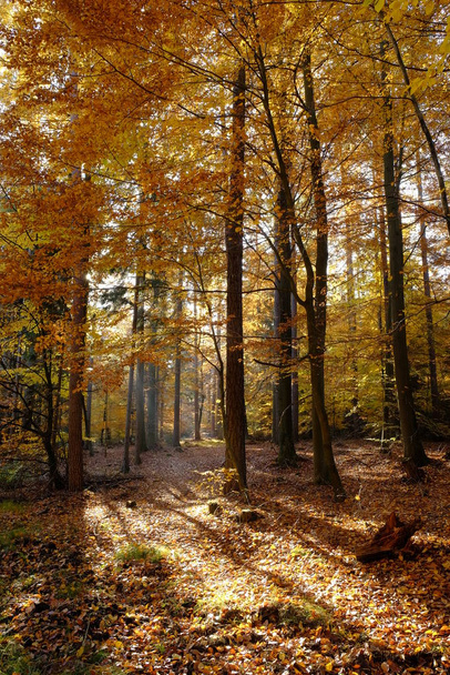 Autumn in the northern Steigerwald,Lower Franconia,Bavaria,Germany - Фото, зображення