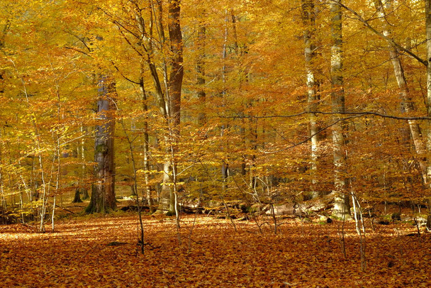 autumn in the northern steigerwald,unterfranken,bavaria,germany - Photo, image