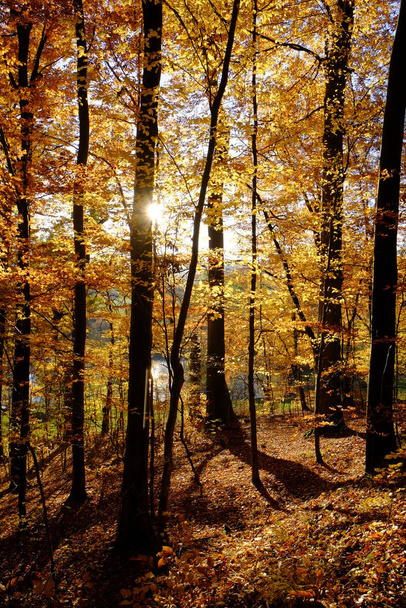 autumn in the northern steigerwald,lower franconia,bavaria,germany - Valokuva, kuva