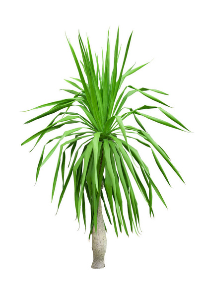tropical palm leaf isolated on white background. - Photo, Image