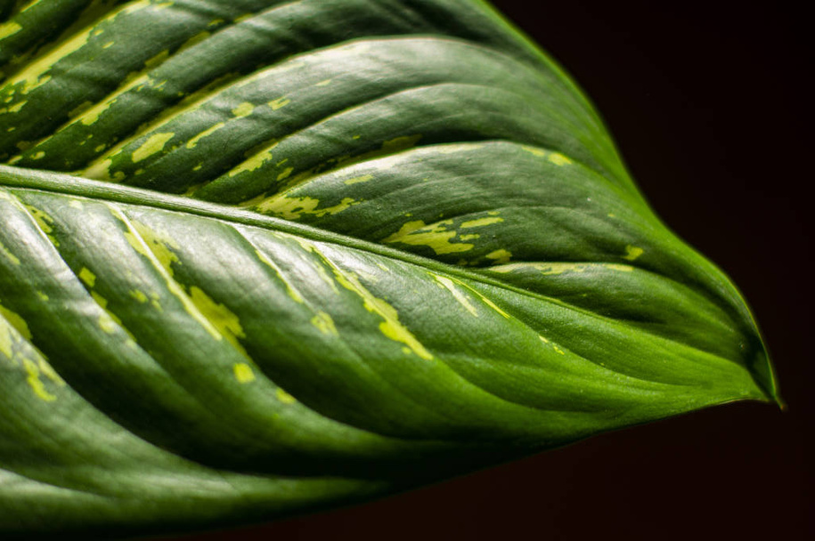 abstract green leaf texture, nature background, tropical leaf - Fotoğraf, Görsel