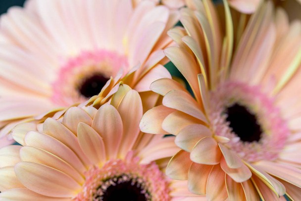 Close-up highlighting the beautiful details gerbera. floral letter illustration, event invites, floral backdrops - Foto, Imagem