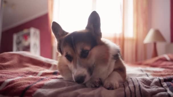 closeup portrait of funny cute tricolor dog Welsh Corgi breed luing on bed in bedroom at home - Séquence, vidéo