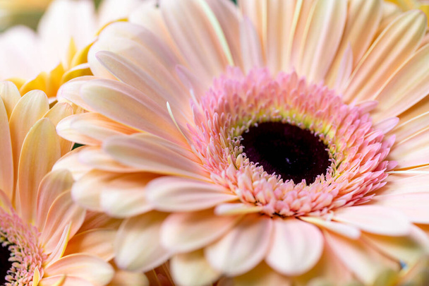Close-up highlighting the beautiful details gerbera. floral letter illustration, event invites, floral backdrops - Foto, Imagem