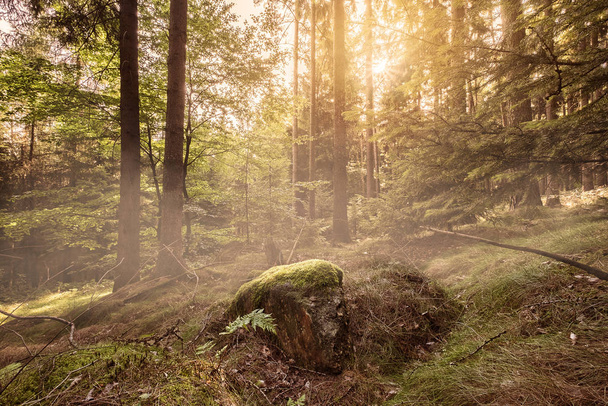 Sun coming up in a beautiful forest setting - Foto, immagini
