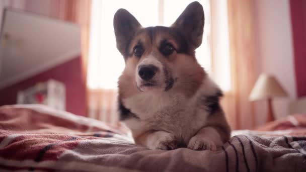 closeup portrait of funny cute tricolor dog Welsh Corgi breed luing on bed in bedroom at home - Filmagem, Vídeo