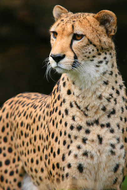 cheetah cat, wild animal - Foto, Bild