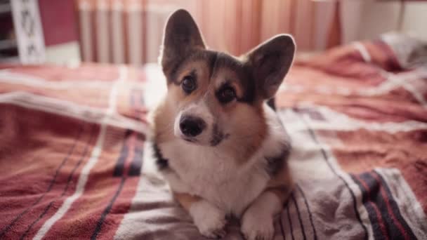 closeup portrait of funny cute tricolor dog Welsh Corgi breed luing on bed in bedroom at home - Footage, Video