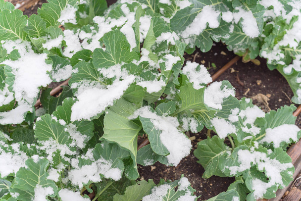 Parcela se zavlažovacím systémem a zasněženými listy organické brokolice poblíž Dallasu v Texasu - Fotografie, Obrázek