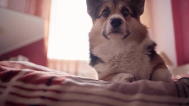 closeup portrait of funny cute tricolor dog Welsh Corgi breed luing on bed in bedroom at home - Metraje, vídeo