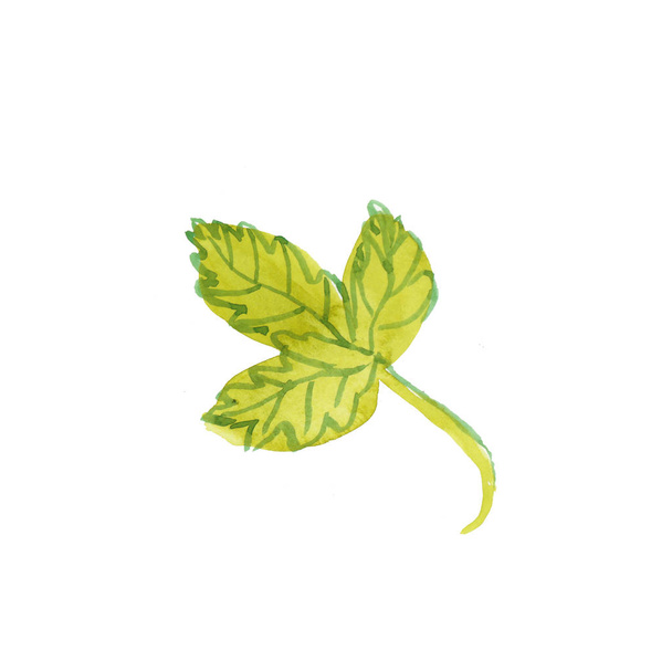 Jahodové listy akvarelu se zeleným stonkem. Ilustrace berr - Fotografie, Obrázek