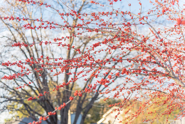 Casa residenziale cortile con frutta winterberry Ilex Decidua vicino Dallas, Texas
 - Foto, immagini