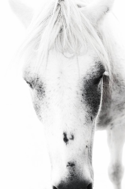 Красиві білі обличчя коня
 - Фото, зображення