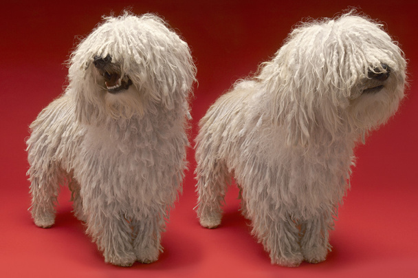 Komondor Dogs - Foto, Bild