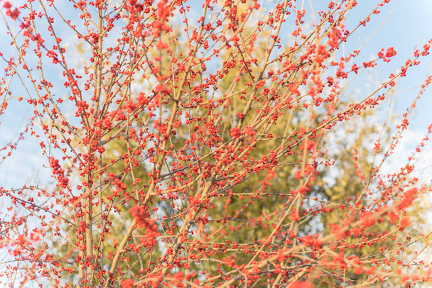 Valikoiva painopiste talvimarja Ilex Decidua puu täynnä punaisia hedelmiä lähellä Dallas, Texas
 - Valokuva, kuva