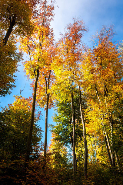 bright colorful trees,blue sky,sunshine and fog in autumn - Φωτογραφία, εικόνα