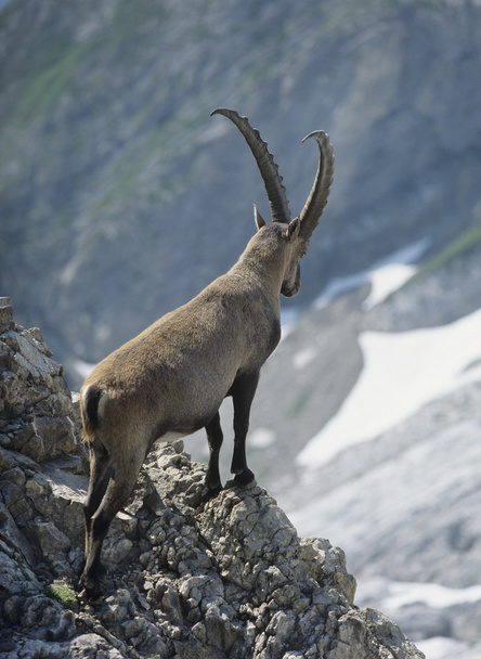 Alpine Ibex Looking into Valley - Фото, изображение