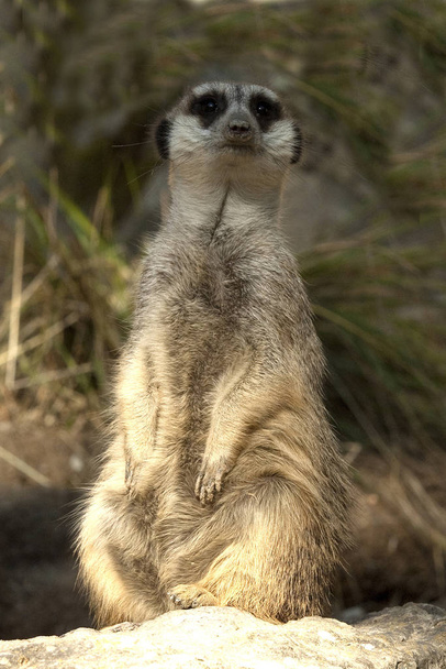 wildlife of meerkat, Suricata suricatta - Foto, afbeelding