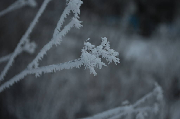 Tak bedekt met ijskoude witte vorst in de winter. eerste vorst, koud weer, bevroren water, vorst - Foto, afbeelding
