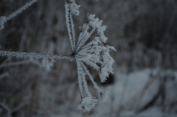 Branch covered in ice cold white frost in the winter. first frosts, cold weather, frozen water, frost - Fotoğraf, Görsel