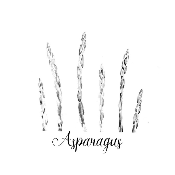  Hand drawing art asparagus watercolor illustration - Foto, Imagen