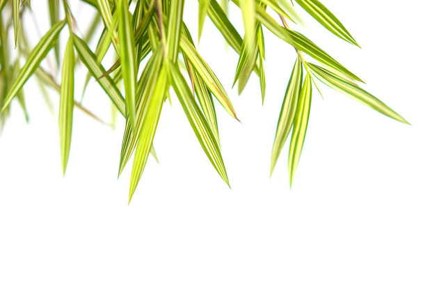 Bamboo leaves Isolated on a white background - Photo, Image