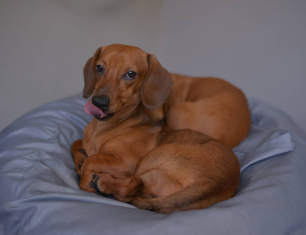 Дві таксономічні собаки сонні, милі фотографії собак
.  - Фото, зображення