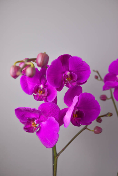 Orchideenblüte, Nahaufnahme großer Blüten, kräftige violette Farbe.  - Foto, Bild